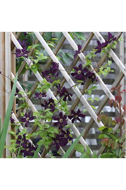 Clematis Romantika